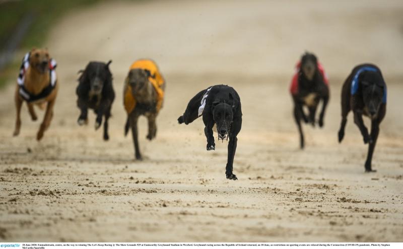 Gone to the dogs: One Offaly greyhound in hunt for derby glory