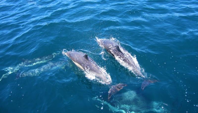 Irish Whale and Dolphin event in Clare town to be rescheduled 