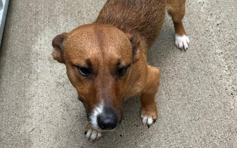 Do you recognise this dog? Jack Russell Terrier found in County Carlow