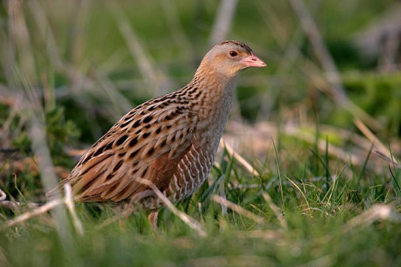 Kilkenny  Minister welcomes positive soundings for the return of the corncrake