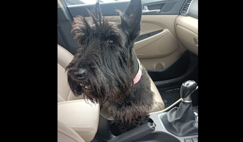 Do you recognise this dog found wandering through Dungloe?