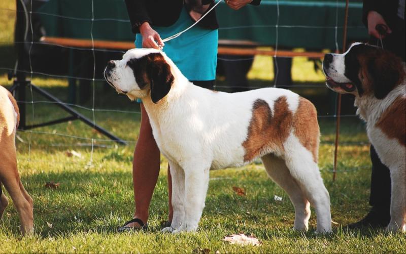 WHAT'S ON: Is your dog a Carlow su-paw-star ? Details of Tullow Show's dog competition
