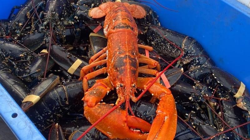 Bundoran fisherman sees double as rare Orange lobster pays second visit