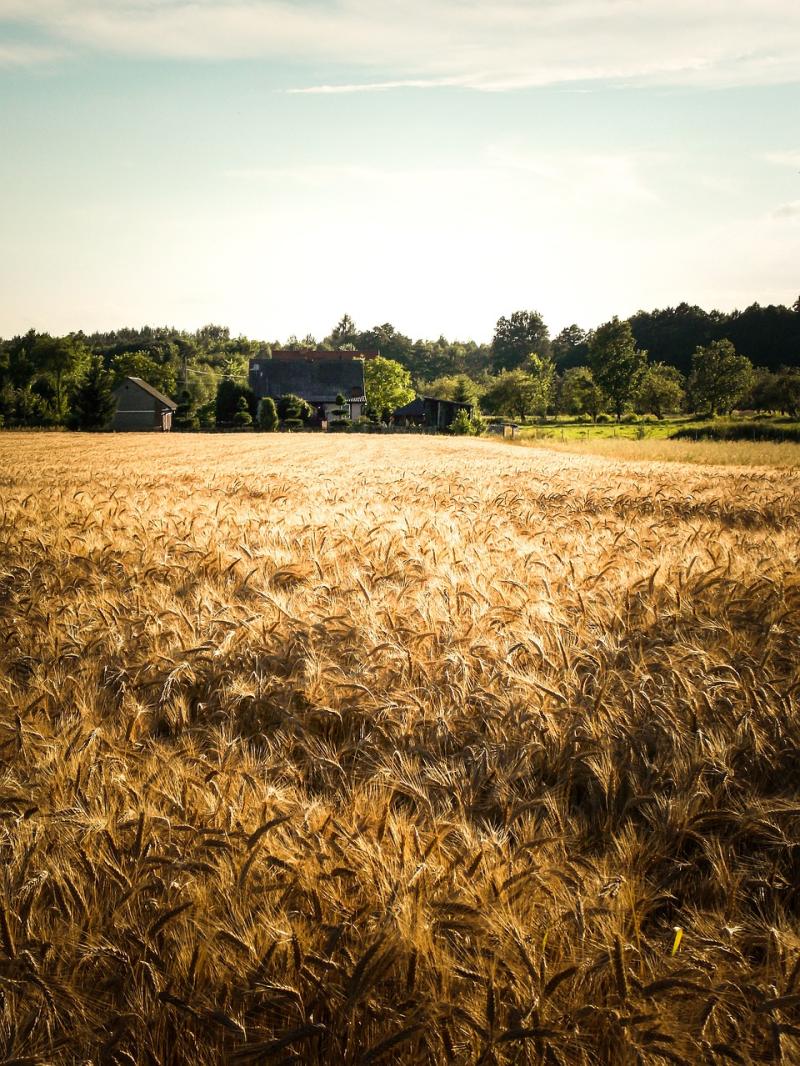 Longford Farming: Tillage farmers facing huge losses