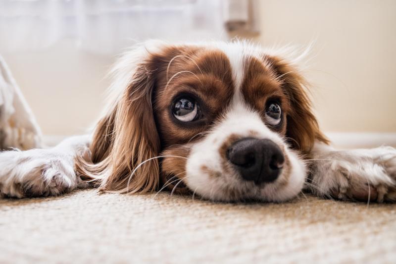Three Donegal hotels take spots in Ireland's most popular dog-friendly hotels