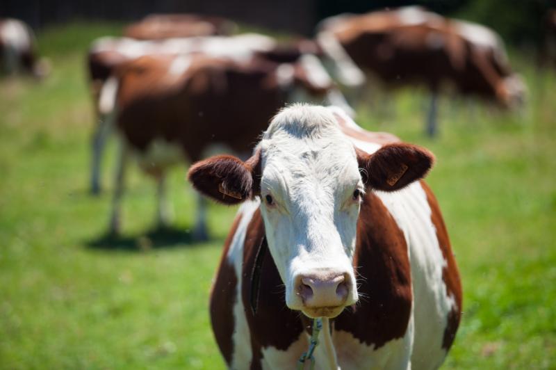 Inclusion of IBR testing in National Beef Welfare Scheme a serious mistake