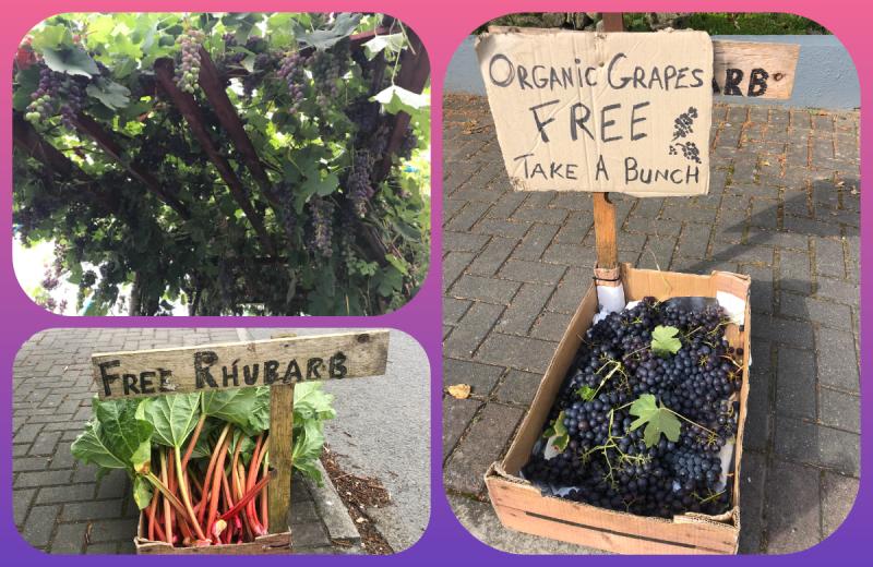 Some of the sweetest grapes you&rsquo;d find anywhere in the world are grown in Laois!