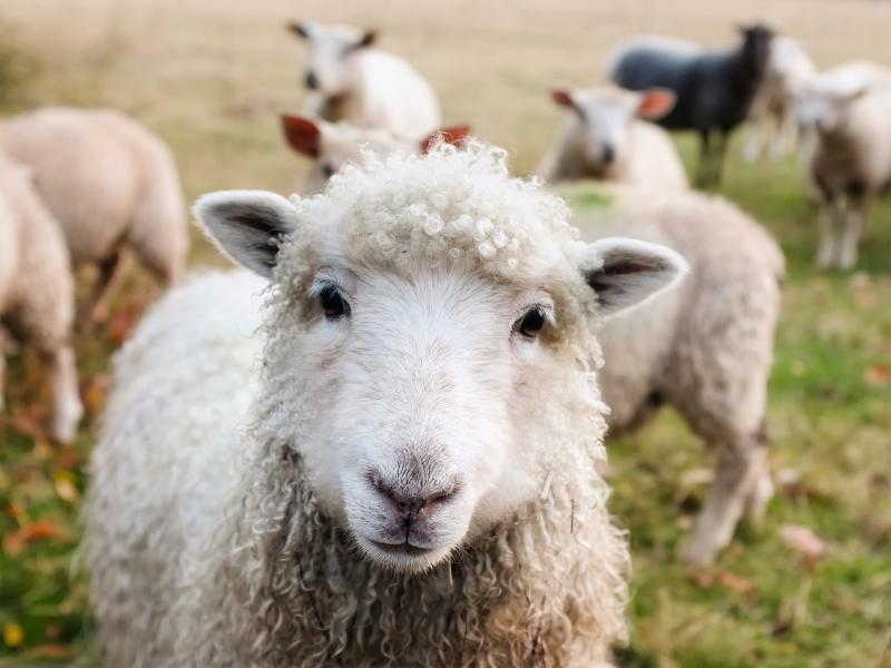 All eligible Targeted Agricultural Modernisation Scheme to receive approval