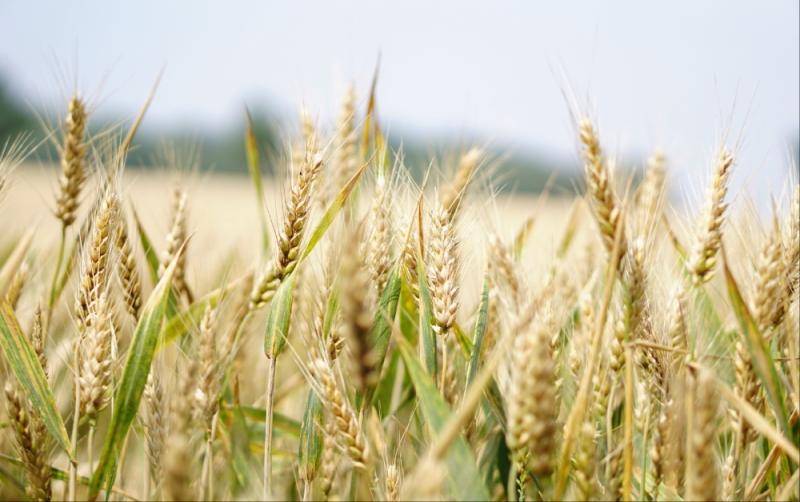 Green light given by local authorities to construct new malting plant in Tullow 