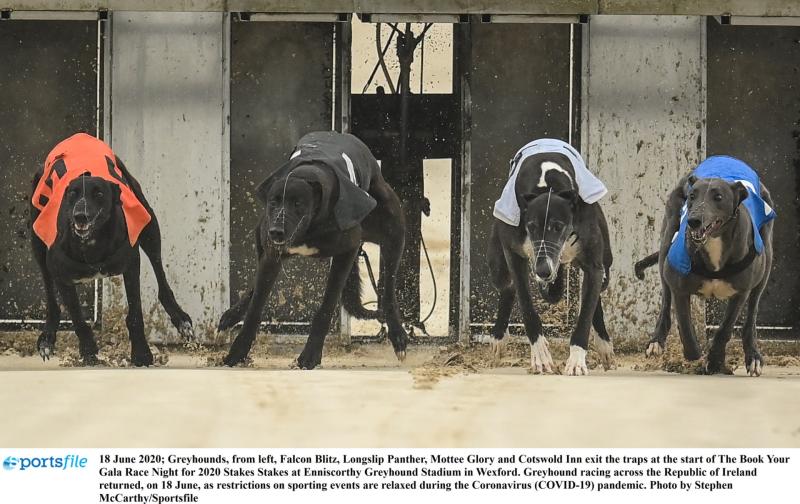 Gone to the dogs; Great week for Offaly greyhounds