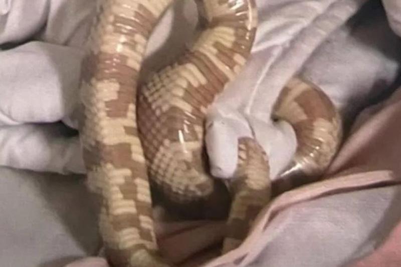Wandering four foot snake found in woman's bed reunited with owner 