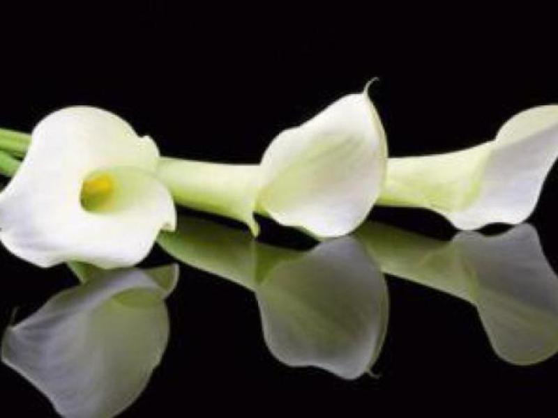 Derry Death Notices - Morning - Friday, April 10, 2026