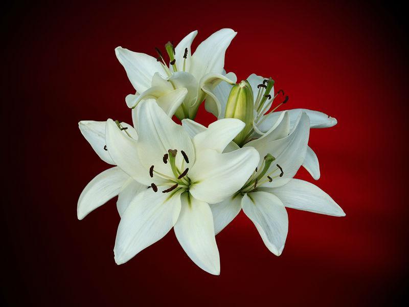 Derry Death Notices - Wednesday