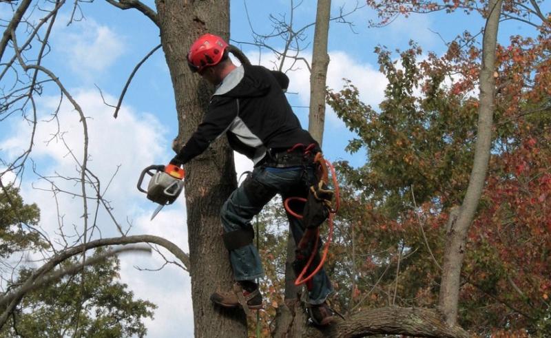 ash dieback