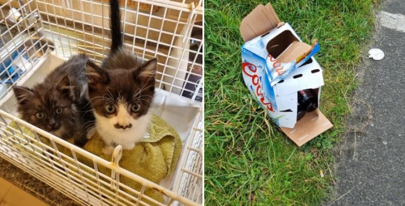 Horror as four dead kittens among seven dumped in box at Murvagh Beach