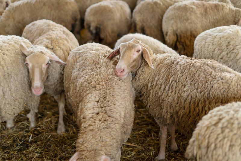 Leitrim Cathaoirleach said that sheep dip needs to be disposed of correctly