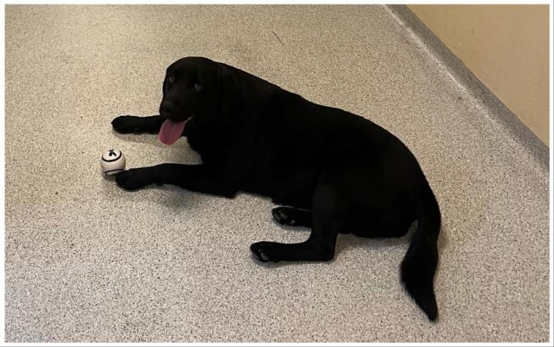 Limerick garda&iacute; on the trail to reunite 'good boy' labrador with owner