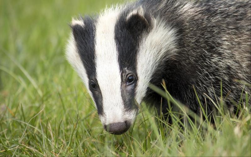 Revealed: Twelve badgers culled in County Carlow in the last year by government department
