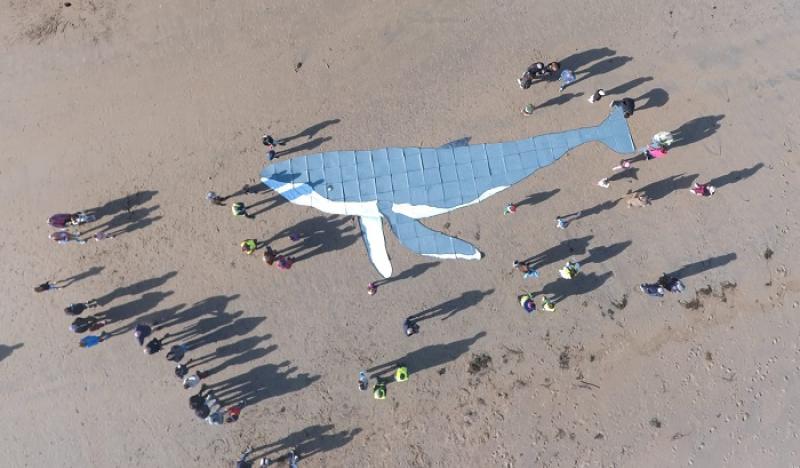 Bundoran's interactive beach ‘Spot the Whale’ art creates a huge splash 