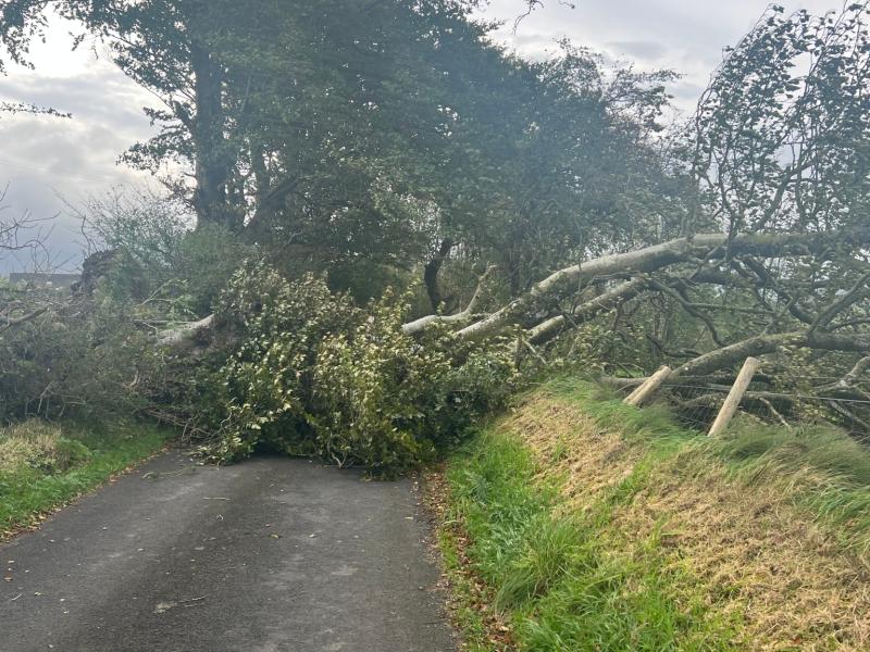 Fallen tree