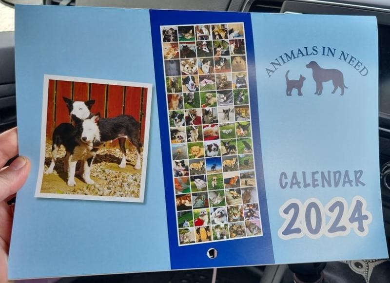 Avoid Halloween Horrors for your pets - Donegal Animals in Need 