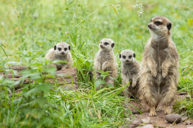 Fota Wildlife Park announces the birth of three Meerkat babies!