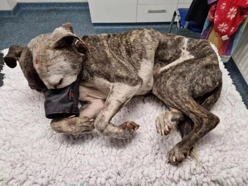 Derry man found guilty on horrific animal cruelty charges