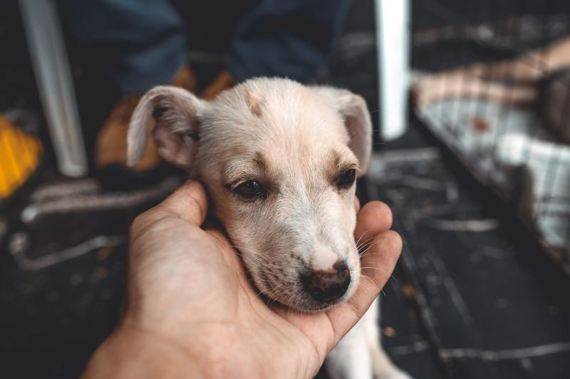 Derry animal shelter charity Pet FBI closing its kennels