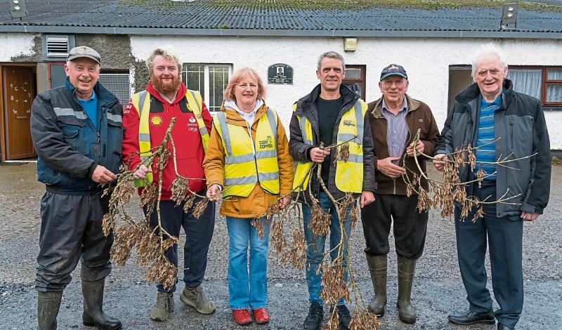 Carrick Tidy Towns ash trees conservation project