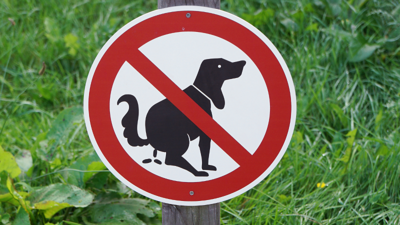 Serious danger of infection and blindness as Kilkenny faces dog poo crisis 
