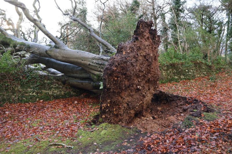 Storm Elin brings down huge tree at Tawley, Co Leitrim