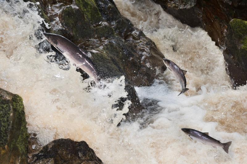 Loughs Agency retains existing salmon carcass tag allocation for 2024 season