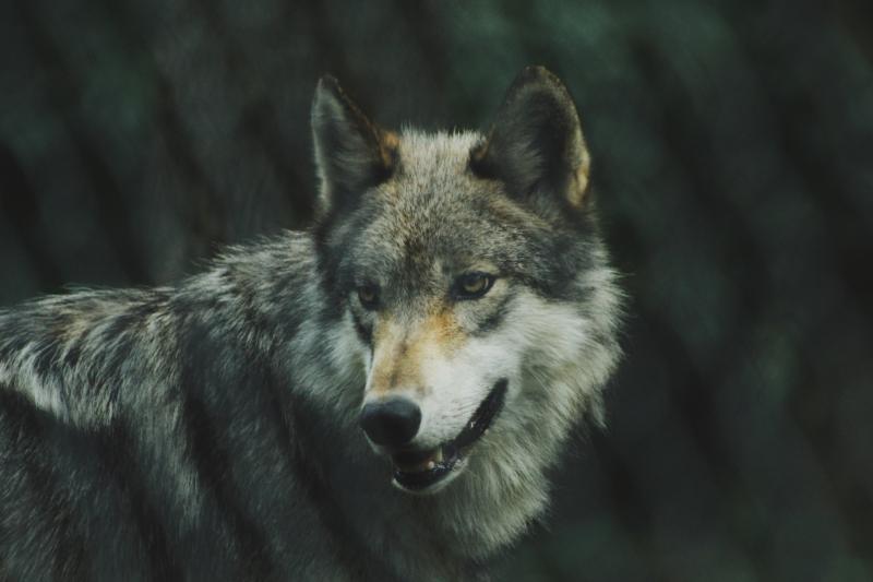 Reintroduction  of wolves &lsquo;like a Little Red Riding Hood story&rsquo; says Tipperary councillor