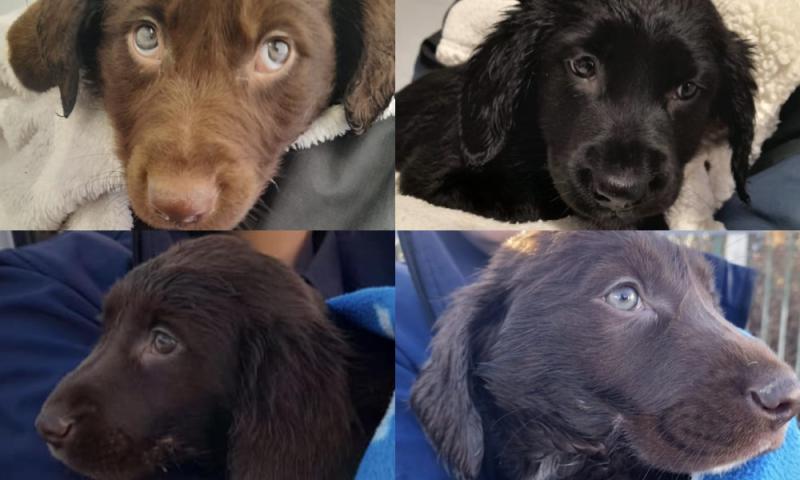 'As good as gold' - ISPCA Waterford seeks forever homes for four beautiful puppies