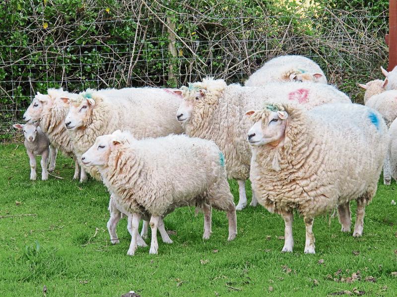 Upcoming Teagasc National Sheep Conferences
