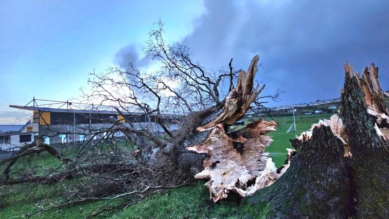 The iconic tree at O Donnell Park tumbled to the ground