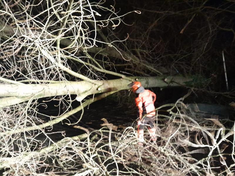 Louth County Council responded to 52 fallen trees during Storm Isha