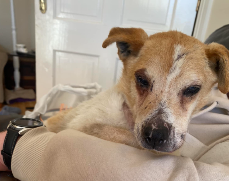  APPEAL: Deaf and blind elderly dog found on Clare road needs end-of-life home