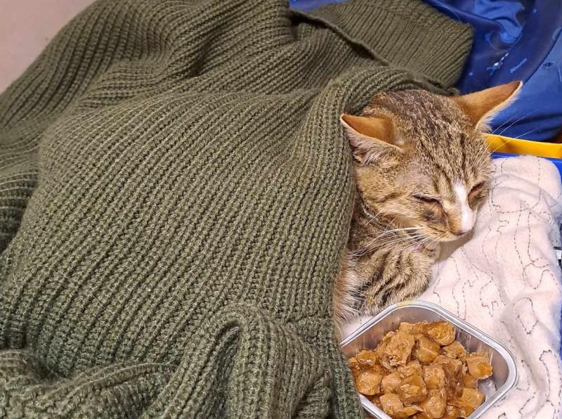 Keeping Donegal pets safe during the Stormy Season