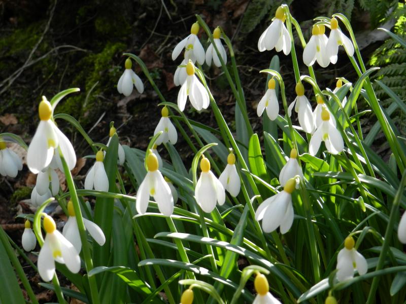 Kilkenny garden lovers invited to Snowdrop Month in Carlow