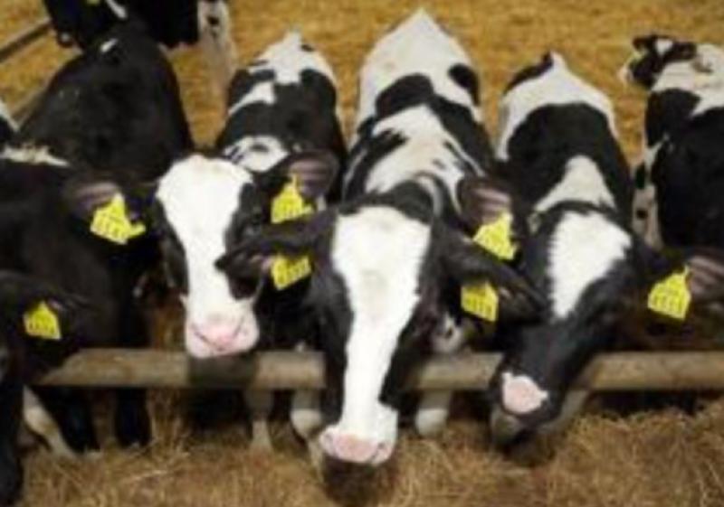 Dairy Beef Welfare payments of &euro;400,000 to be paid to Limerick farmers