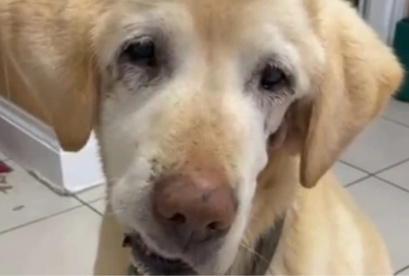 Waterford SPCA 'urgently' seeking foster home for elderly labrador with heart condition