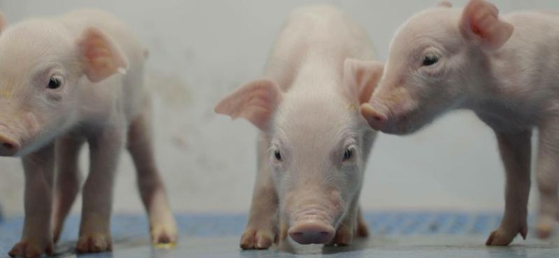Pigs