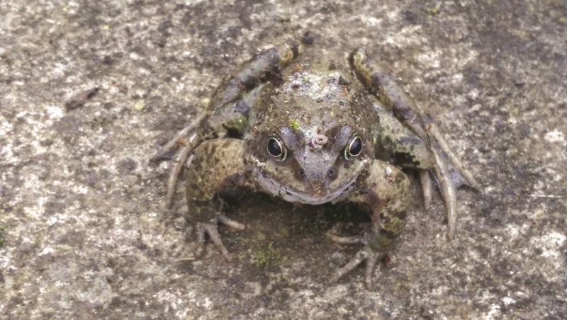 The common frog, Picture: Nuala Madigan