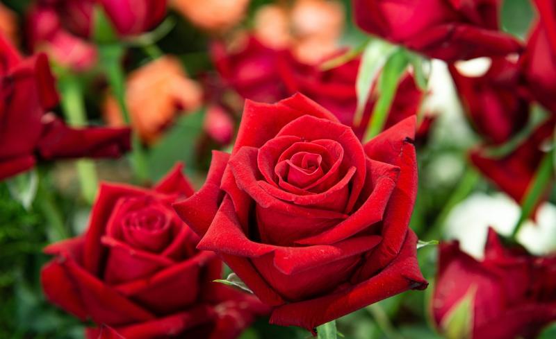 Improve your gardening skills by joining Clonmel Garden Club 