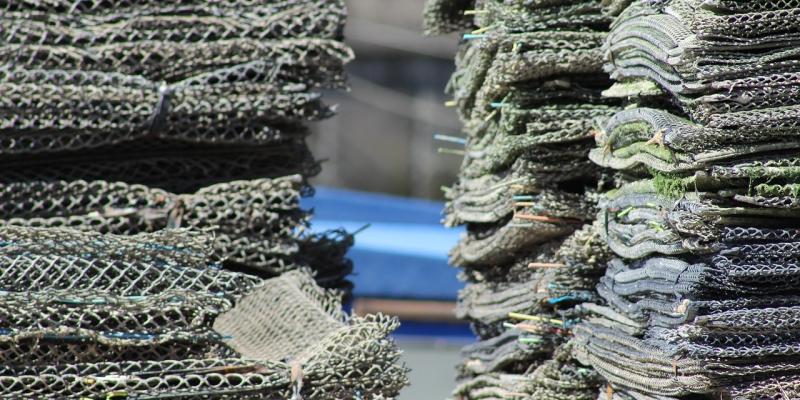 Loughs Agency extends the closure of the Foyle native oyster fishery