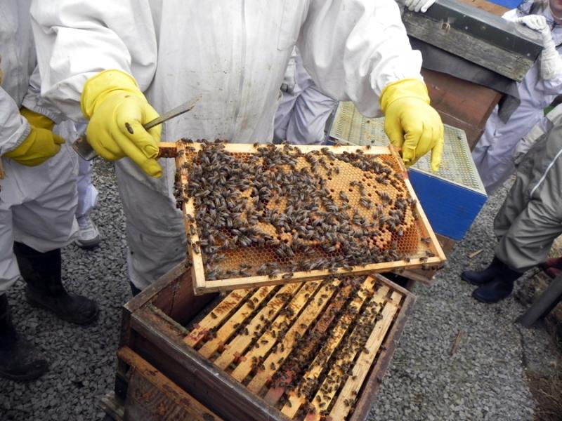 Talk set to shed light on the history of beekeeping in Louth