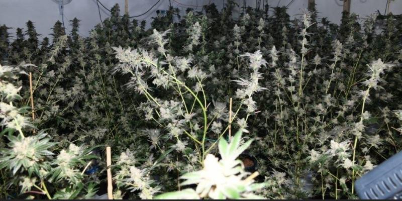 Breaking news: Major cannabis growhouse uncovered in Donegal Town
