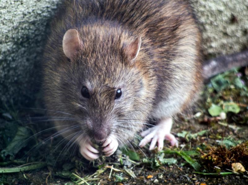 OTD: 'Fear' as children suffering due to plague of rats in Kilkenny