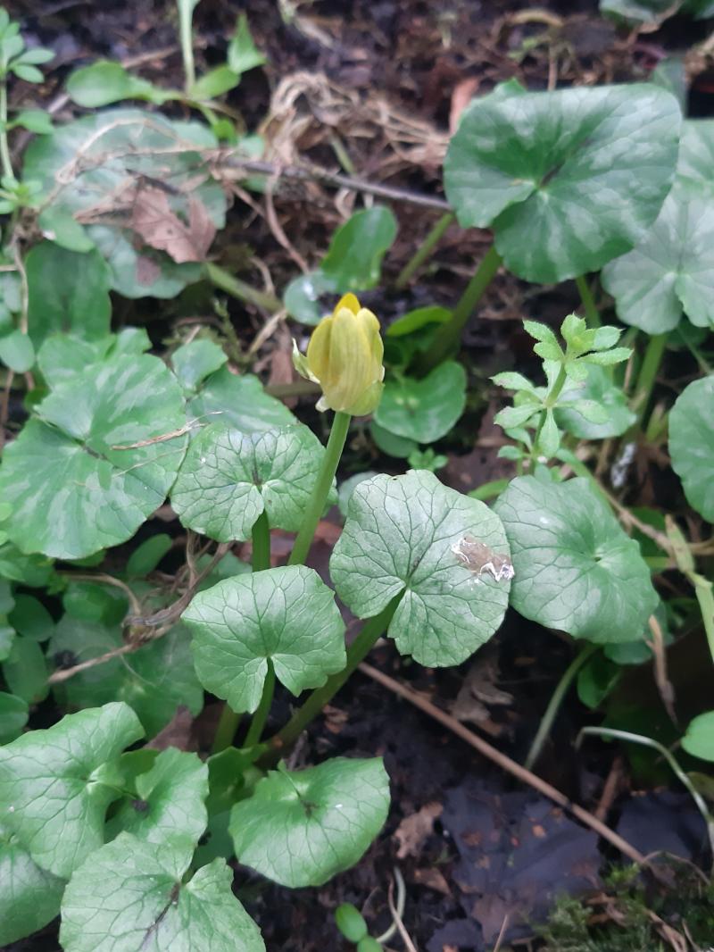 LEFT:Lesser celandine about to burst into bloom Picture: Nuala Madigan